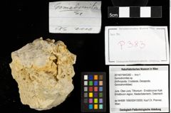 Foto (Objekt + Etiketten) von Goniodromites sp. 